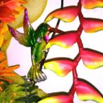 HUMMINGBIRD ON BIRD OF PARADISE PLANT